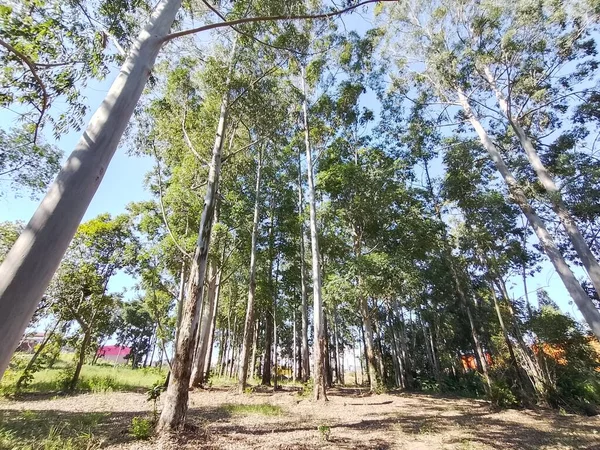 tall eucalyptus forest seen from below with blue sky in the background