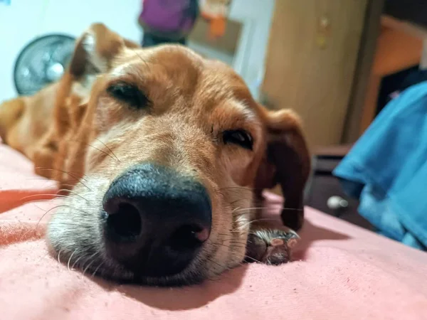 Милая Собака Мирно Спит Постели Крупным Планом — стоковое фото