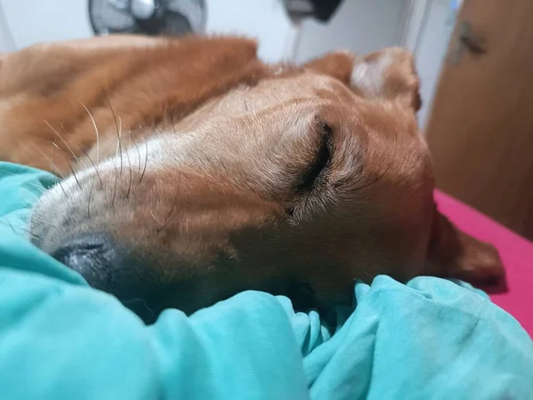 Roztomilý Pes Spí Pokojně Posteli — Stock fotografie