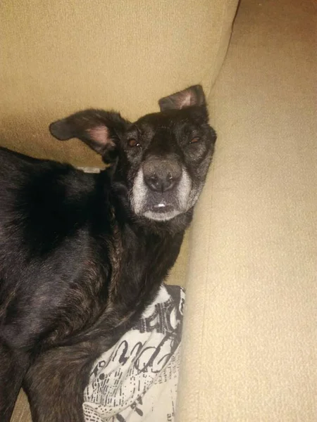 Negro Perro Acostado Durmiendo Sofá — Foto de Stock