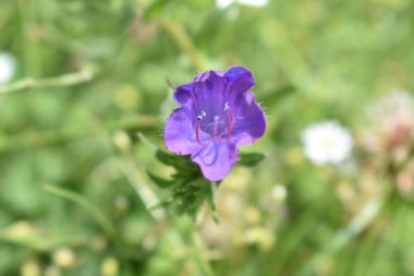 beautiful Macro of flowers in the nature