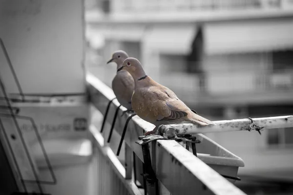 Eurasian Collared Dove Metal Fence — Stock Photo, Image