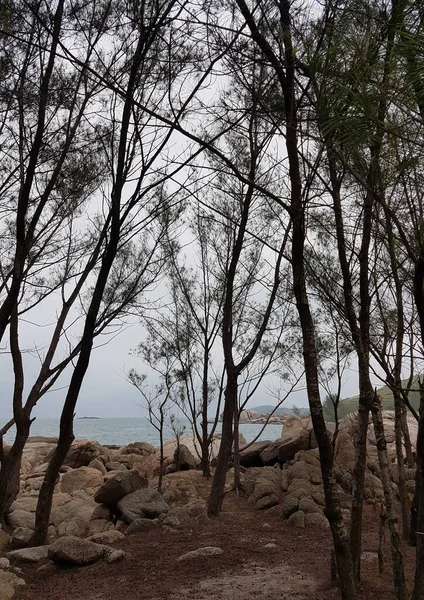 Path Entre Árvores Pedras Beach Deserto — Fotografia de Stock