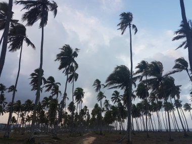 VARIOUS HARİKA TÜRKETLERİ SAHİRLERİNİN ARKADAŞINDA BİR HİÇ EDİLDİ.