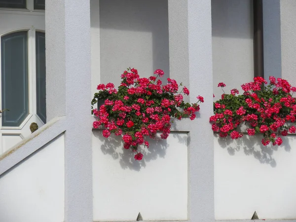 White balcony with red geraniums in a pot.