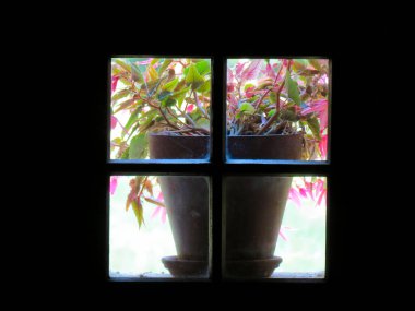 Ahşap bir evin bölümleri olan eski bir pencere. Gündüz vakti kırmızı çiçekler..