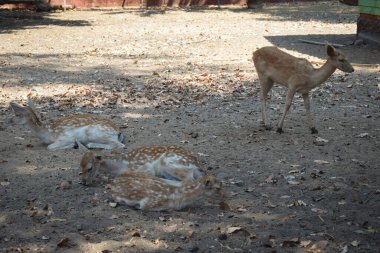 Kahire 'de gün boyunca vahşi bir geyik.