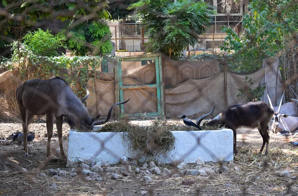 İki at ya da Equus Caballus güpegündüz Giza Mısır 'da yemek yiyorlar.