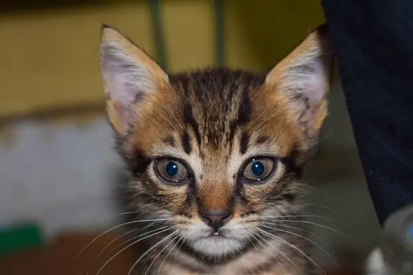 Tatlı, evcil bir kedi Kahire 'de tek başına.