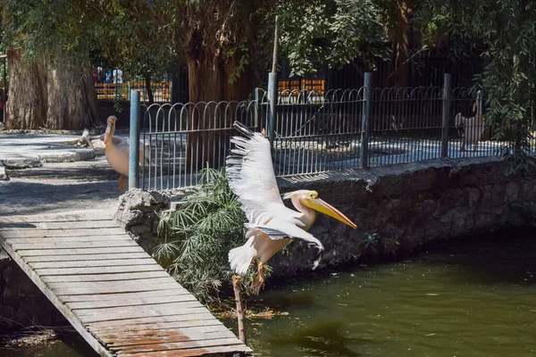 Pelecanus kuşu kanatlarını çırpıyor ve güneşli bir günde bataklığa atlıyor.