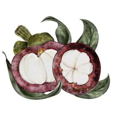 Mangosteen meyve suluboya çizimi. Beyaz arka planda izole edilmiş tropikal meyve elle çizim kompozisyonu. Asya yemek sarsinyasının botanik klip sanatı. Tasarım için gerçekçi mangostana çizimi