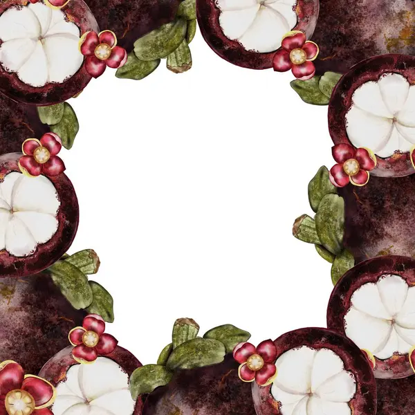 曼戈斯坦水果水彩画 热带水果框架手绘分离于白色背景 亚洲食品石榴的植物学剪贴画 用于设计的现实Mangostana 图库图片