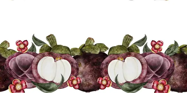 曼戈斯坦水果水彩画 热带水果边缘手绘 白色背景孤立 亚洲食品石榴的植物学剪贴画 现实的Mangostana框架 图库照片