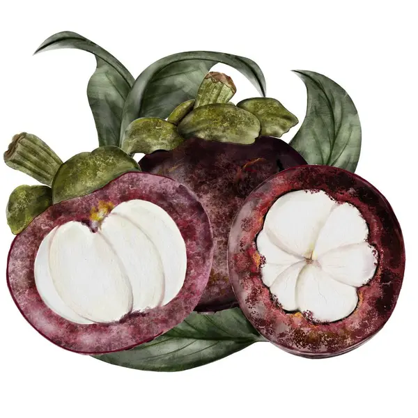 Mangosteen Fruit Watercolor Illustration Tropical Fruit Composition Hand Drawing Isolated Royalty Free Εικόνες Αρχείου