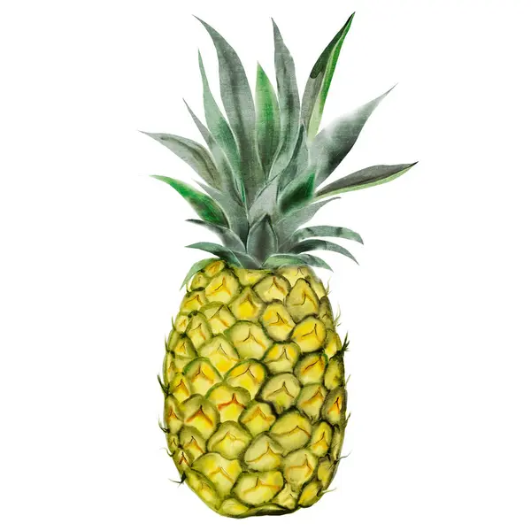 菠萝的水彩画整个热带水果在孤立的白色背景 用于菜单设计 标签和化妆品包装的异国情调食品插图 高质量的例证 免版税图库图片