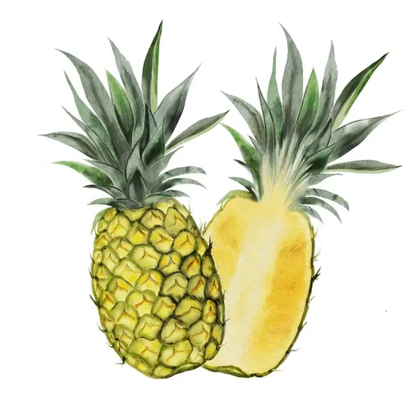 菠萝水彩画 热带水果在孤立的白色背景 用于菜单设计 标签和化妆品包装的异国情调食品插图 高质量的例证 免版税图库照片