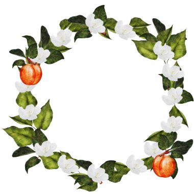 Kayısı suluboya yuvarlak çerçeve. Olgun meyve ve çiçeklerin sulu çizimi. İzole edilmiş beyaz arka planda kesme sanatı. Logo, etiket, çıkartma, doğal gıda ve kozmetik ürünleri için ideal