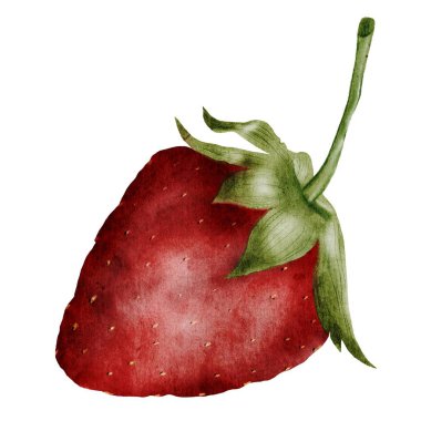 Çilek suluboya. İzole edilmiş beyaz arka planda el çizimi kırmızı bahçe meyvesi. Doğal kozmetik ürünleri, mutfak eşyaları ve çay logosu için ideal.