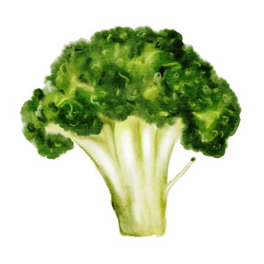 Brokoli suluboya. İzole edilmiş beyaz arka plana kırmızı lahana eli çizilmiş. Clip sanatı yemeği. Restoran menüleri, yemek tarifi kitapları ve organik sebze paketleme için ideal. Yüksek kaliteli illüstrasyon