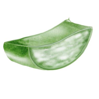 Aloe Vera suluboya. Bitkinin yeşil yaprağı beyaz arka planda. Clip sanatı botaniği. Kozmetik ürünleri ve kozmetik kliniklerinin posterleri için ideal. Botanik sulu aloe. Yüksek kalite fotoğraf