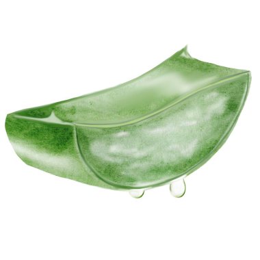 Aloe suluboya çizimi. Bitkinin yeşil yaprağı ve beyaz arka planda bir damla meyve suyu. Clip sanatı botaniği. Kozmetik ürünleri ve kozmetik kliniklerinin posterleri için ideal. Botanik