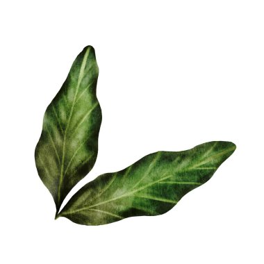 Fıstık suluboya yapar. El çizimi fındıkları beyaz arka planda yalnız bırakır. Gerçekçi bitki klipsi sanatı. Logo, ürün ambalajı ve afiş için ideal. Yüksek kalite fotoğraf