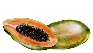 Papaya suluboya. Beyaz arka planda elle çizilmiş tropikal meyve. Logo, kozmetik ve ürün ambalajı için ideal. Yüksek kaliteli illüstrasyon