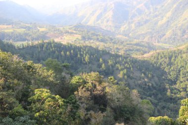 Yeşil tepe ve orman