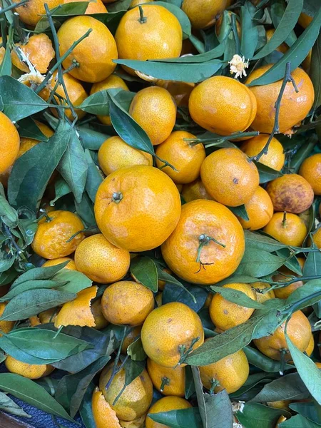 Ağacın arka planında taze taze mandalinalar..