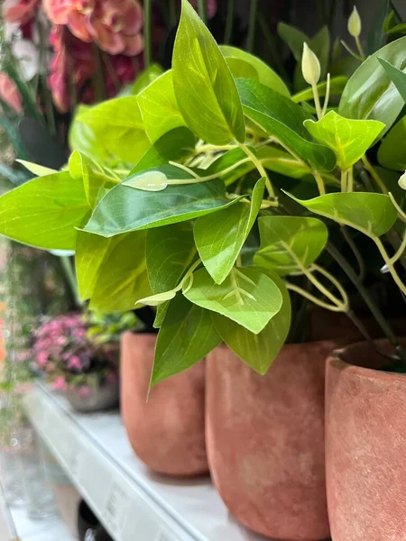 stock image Ornamental Beautiful Plant Taken From a Close Distance