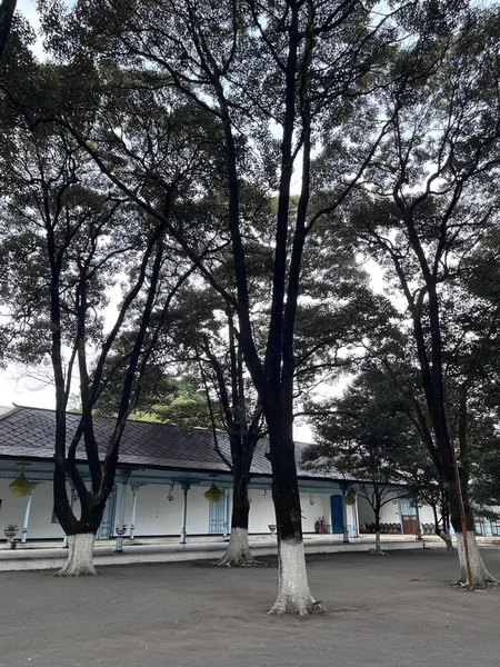 Sarayın Topraklarındaki Ağaçlar