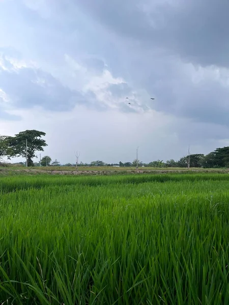 Gökyüzü ve pirinç tarlalarının manzarası