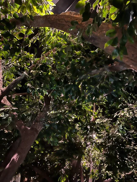 Ormanda yeşil yapraklar