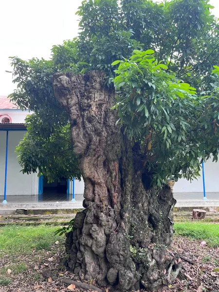 Saray Bahçesindeki Yaşlı Ağaç