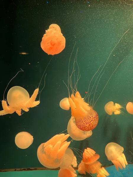 Panoramic View Jellyfish Aquarium — Stock Photo, Image
