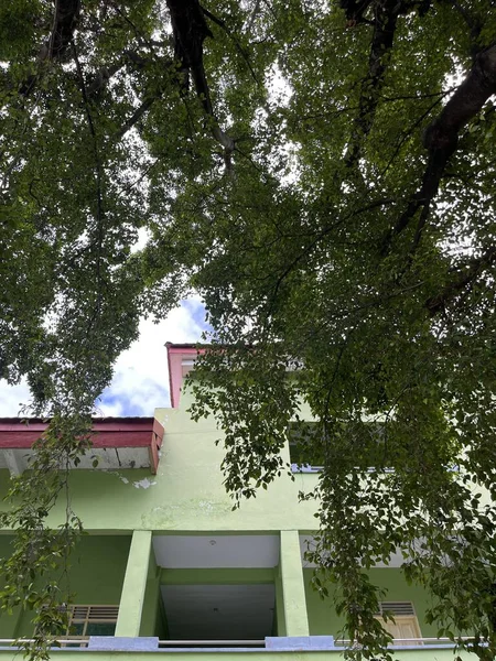 Ağaçların dalları ve yaprakları arasında