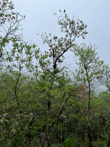 Árvores Misty Hills — Fotografia de Stock