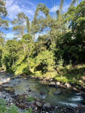 Bahar ormanındaki mavi gökyüzü