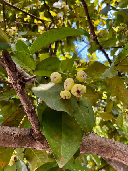 Ağaçlarda asılı duran Guava 'ların ele geçirilmesi