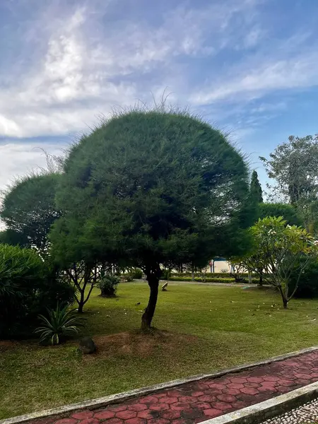 Endonezya 'daki Yağmur Ağacı (Samanea Saman) veya Trembesi Ağacı