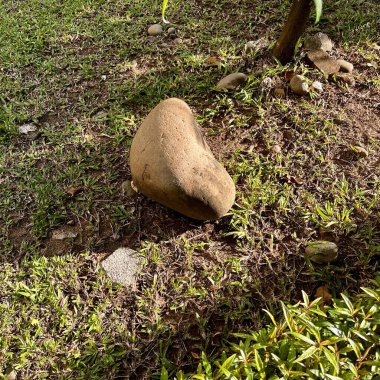 Çimlerde büyük bir taş