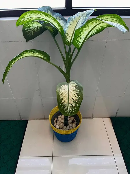 Dieffenbachia seguine, Sri Rejeki olarak da bilinir. Bir saksının üzerindeki süs bitkisi.