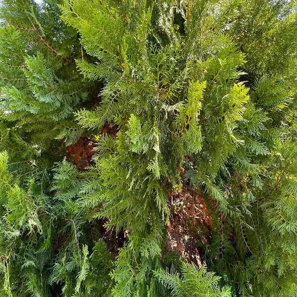 Noel ağacı dalını kapat.