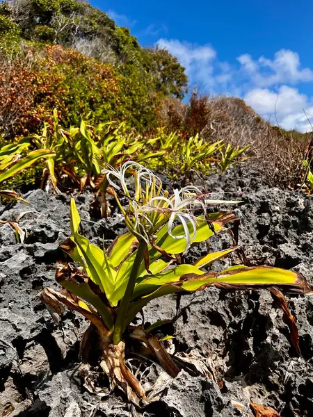 stock image Poison bulb or also known as Crinum Asiaticum along the coral reef