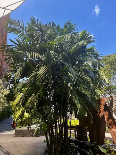 palm tree in front of building