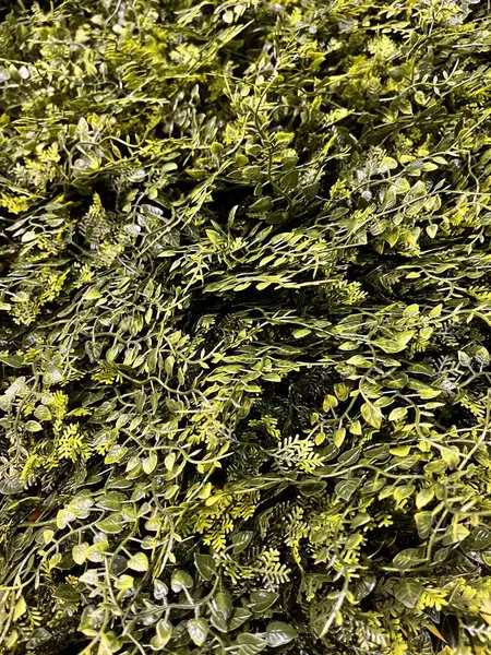 Yeşil yosun dokusunu kapat