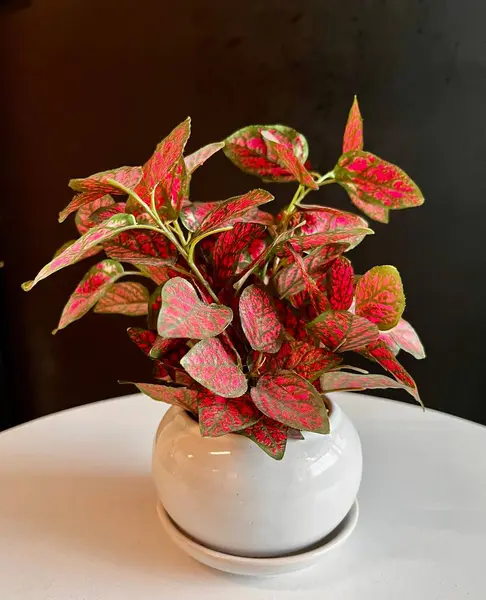 Fittonia Albivenis aynı zamanda Sinir Bitkisi olarak da bilinir.