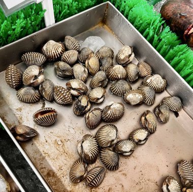 Kerang Dara veya Kerang Darah (Anadara Granosa). Süpermarkette taze