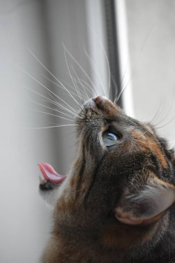 Kırmızı gözlü, gri bir kedinin yakından görüntüsü.