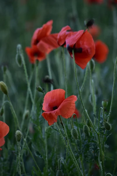 Red Poppy Flowers Field — Stock Photo, Image